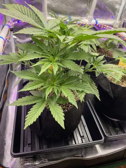 Black Muffin XL F1(fast) — vegetative, day 35