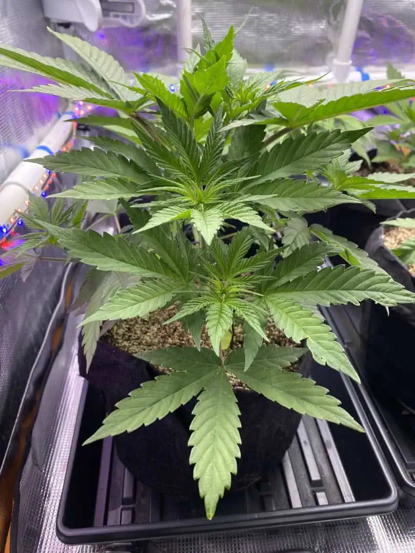 Black Muffin XL F1(fast) — flower, day 37