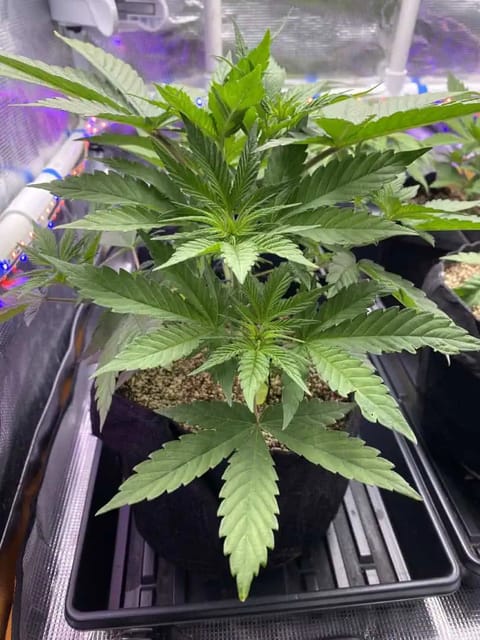 Black Muffin XL F1(fast) — flower, day 37