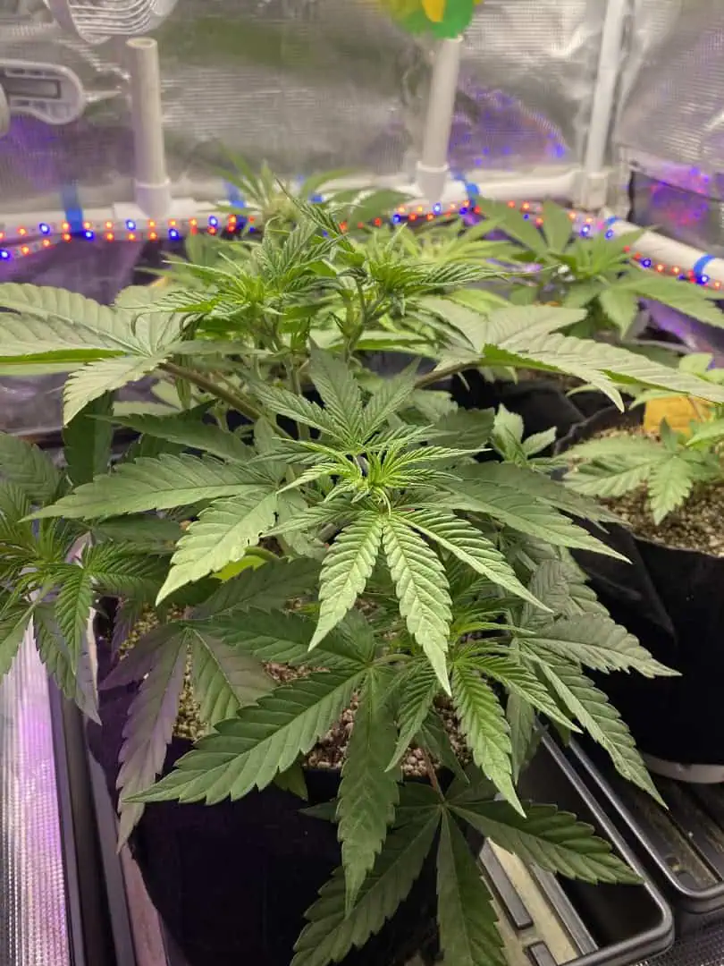 Black Muffin XL F1(fast) — flower, day 38