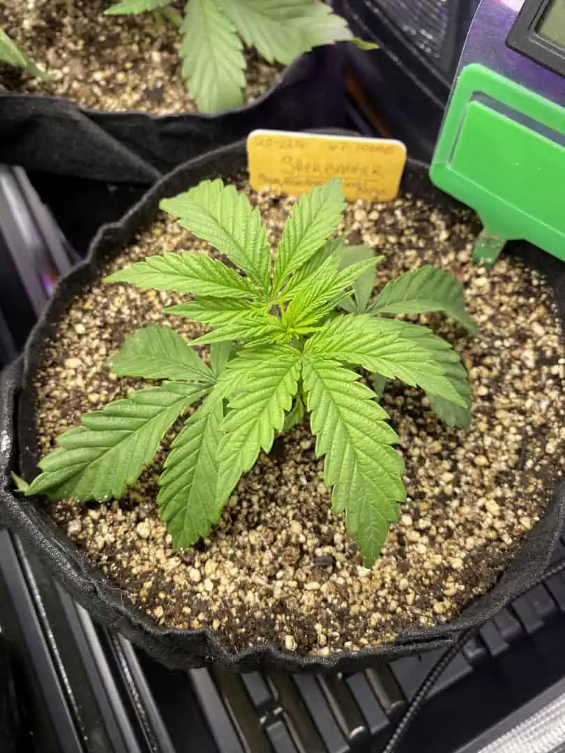 sherbanger — vegetative, day 29