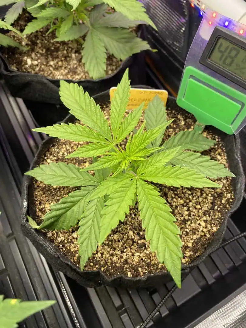 sherbanger — flower, day 31