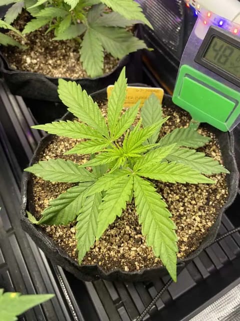 sherbanger — flower, day 31