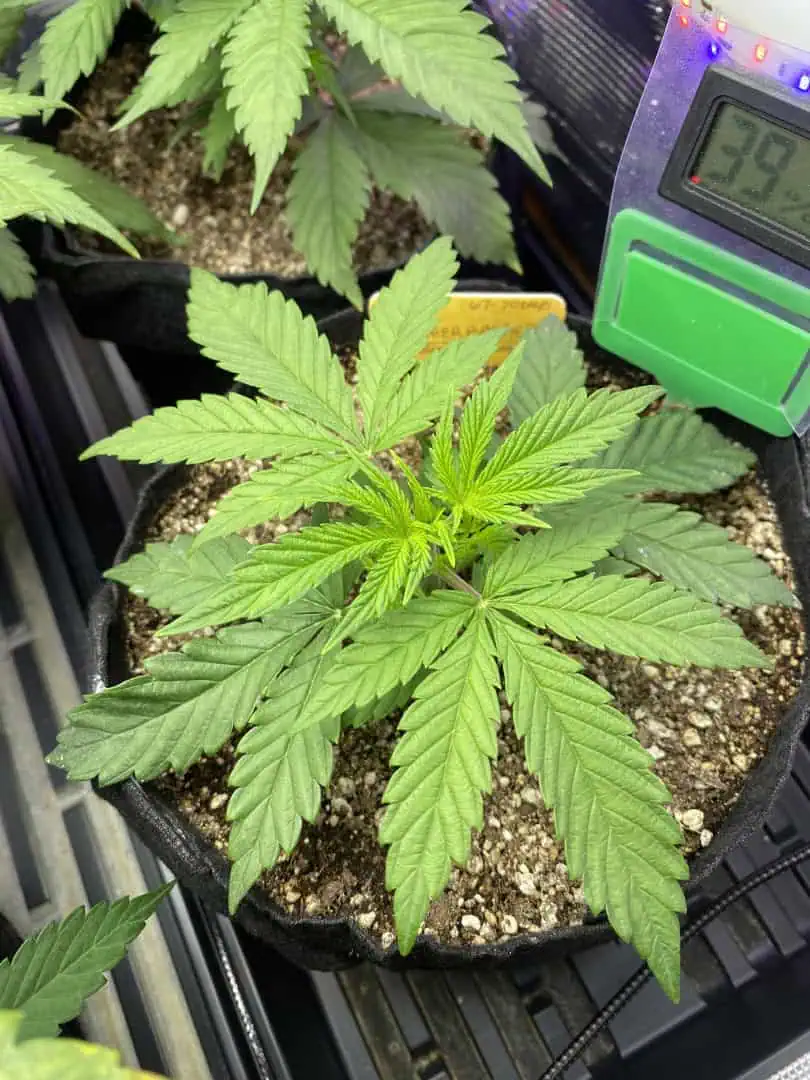 sherbanger — flower, day 32