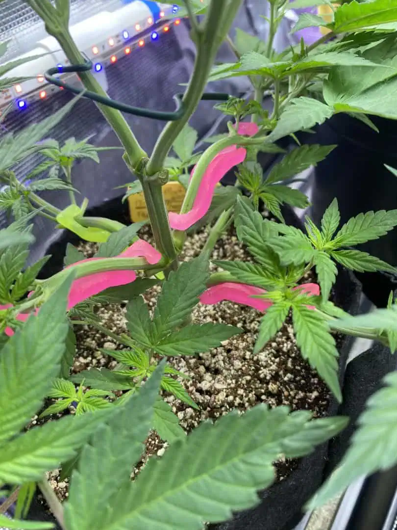 Black Muffin XL F1(fast) — flower, day 38