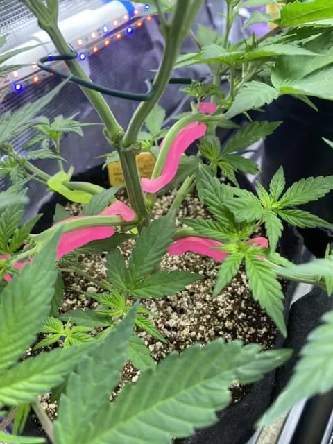 Black Muffin XL F1(fast) — flower, day 38