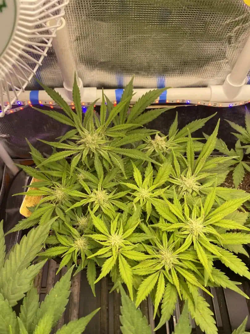 Red Mimosa XL(auto) — flower, day 51
