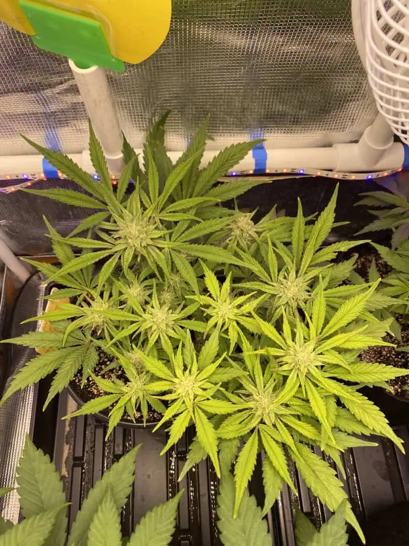 Red Mimosa XL(auto) — flower, day 54