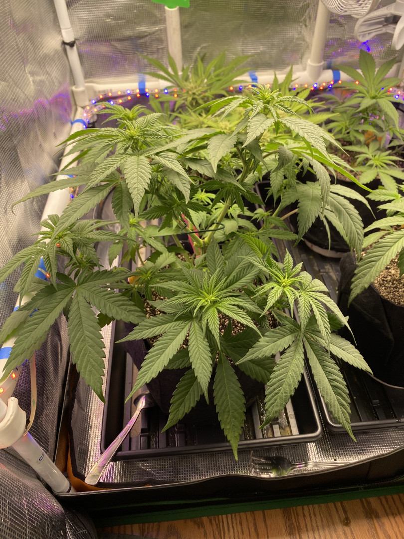 Black Muffin XL F1(fast) — flower, day 44