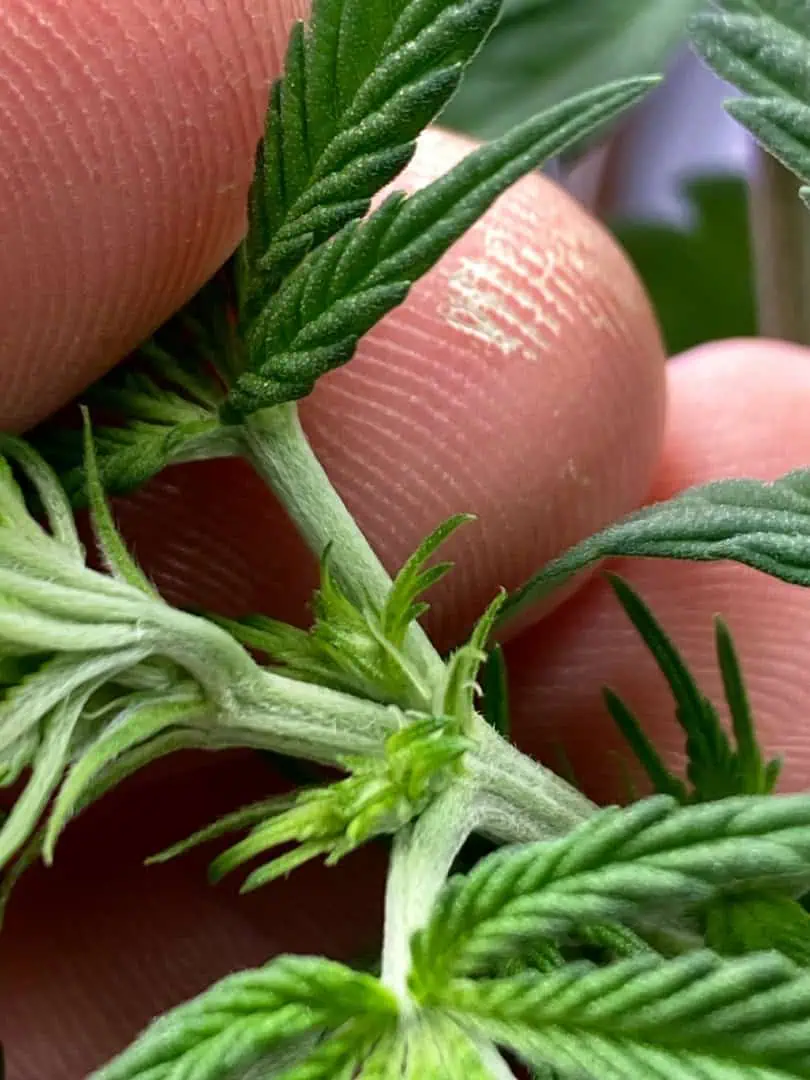 Black Muffin XL F1(fast) — flower, day 44