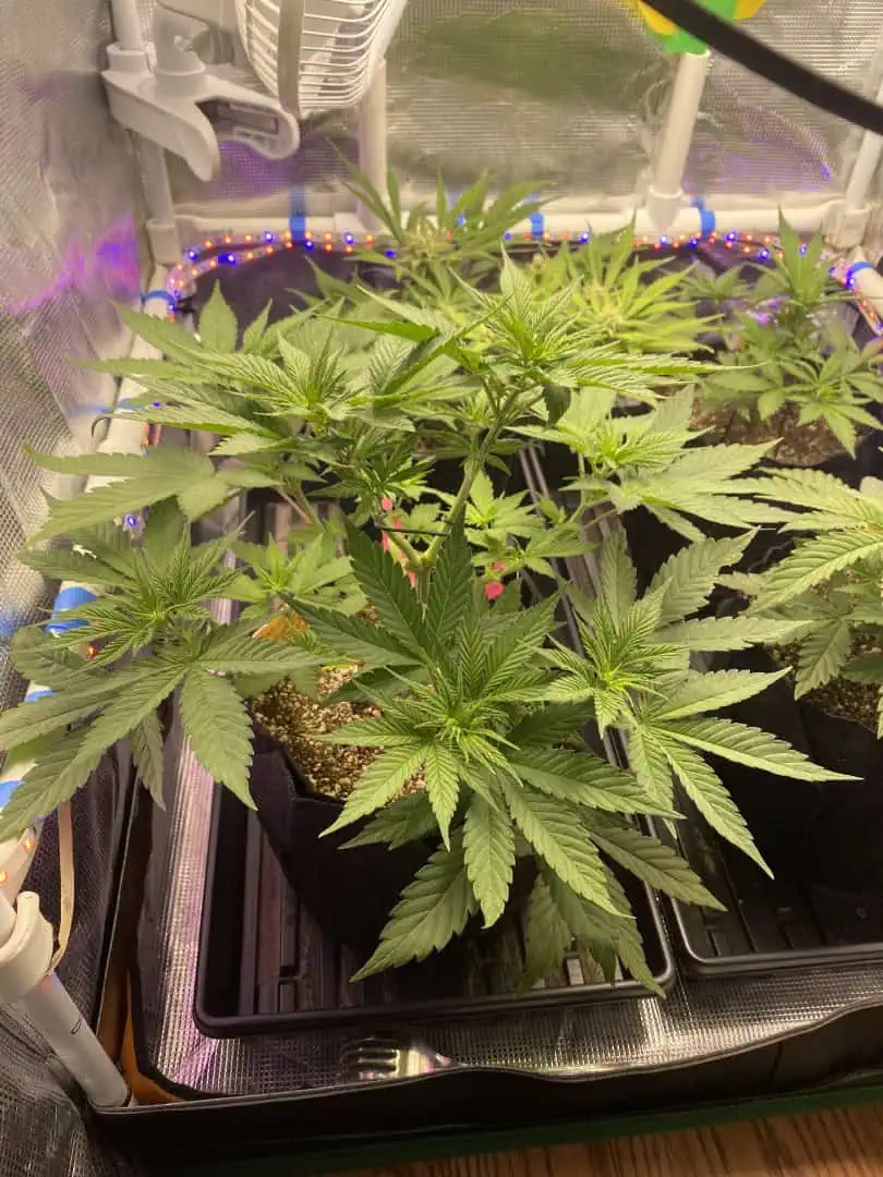 Black Muffin XL F1(fast) — flower, day 41