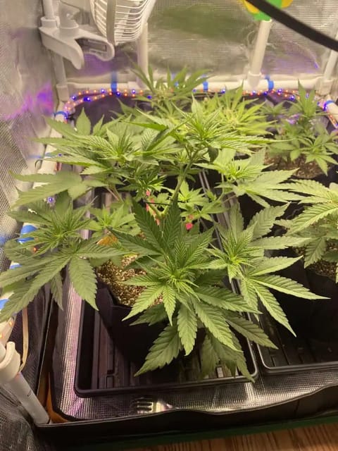 Black Muffin XL F1(fast) — flower, day 41