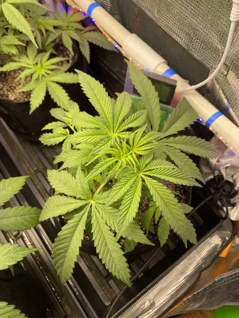 sherbanger — flower, day 38