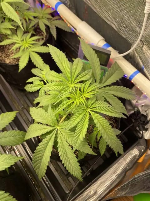 sherbanger — flower, day 38