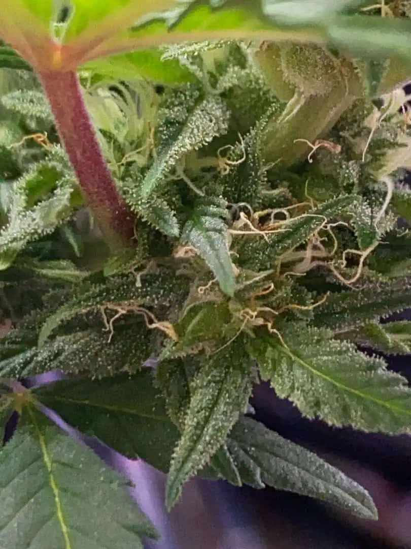 Red Mimosa XL(auto) — flower, day 51