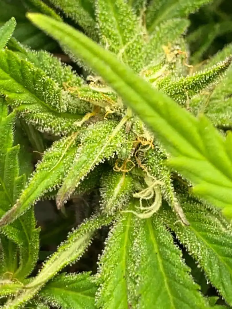 Red Mimosa XL(auto) — flower, day 51