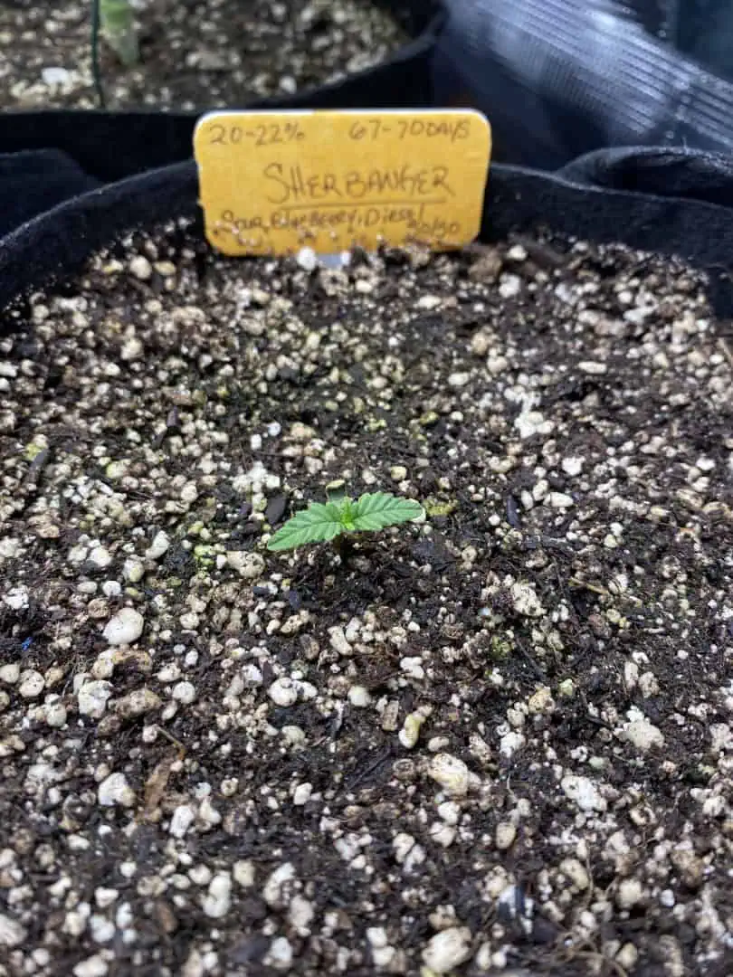 sherbanger — seedling_rooting, day 13