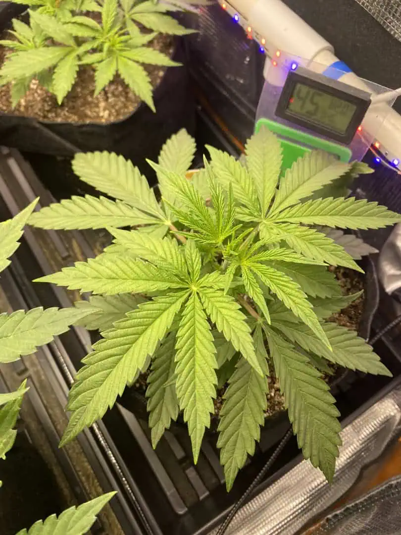 sherbanger — flower, day 35