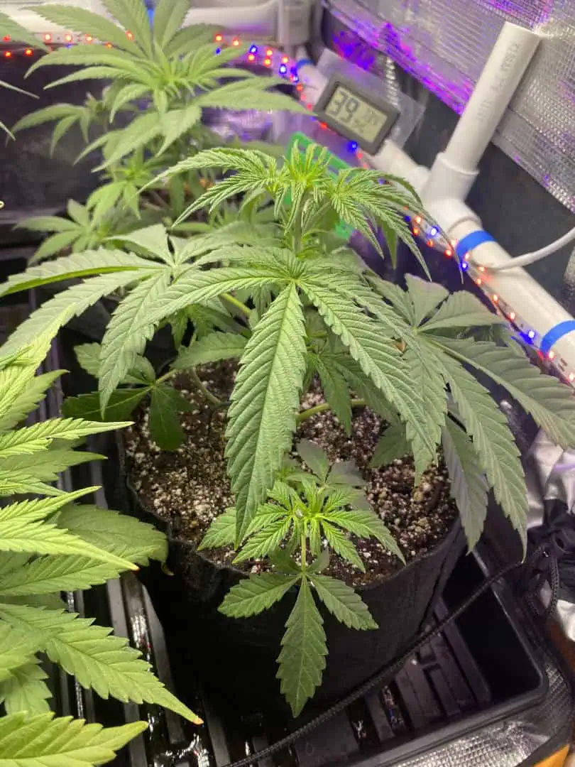 sherbanger — flower, day 40