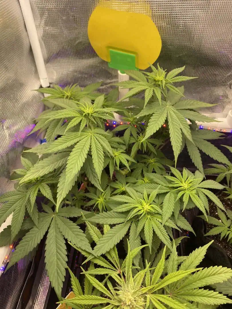 Black Muffin XL F1(fast) — flower, day 46