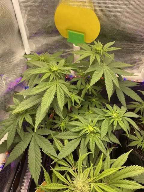 Black Muffin XL F1(fast) — flower, day 46