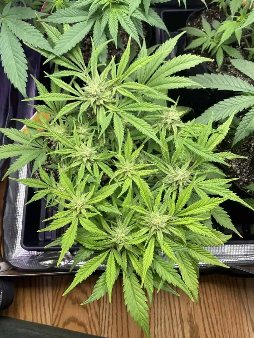 Red Mimosa XL(auto) — flower, day 56