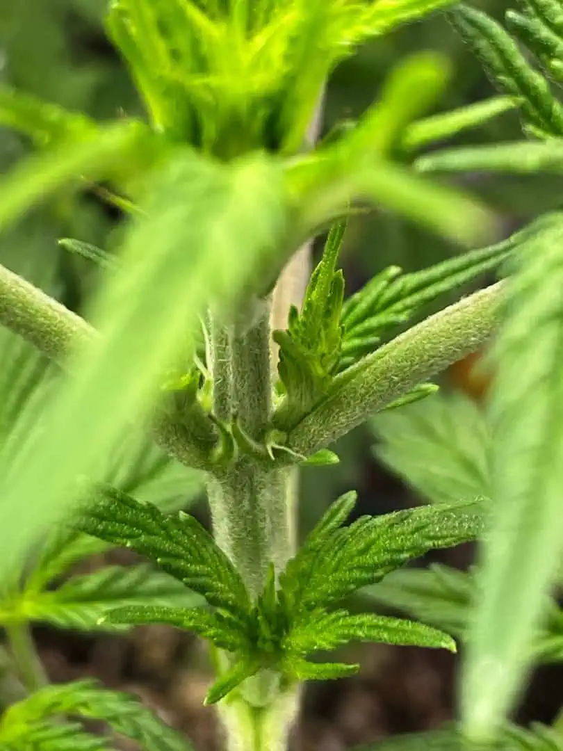 sherbanger — flower, day 40