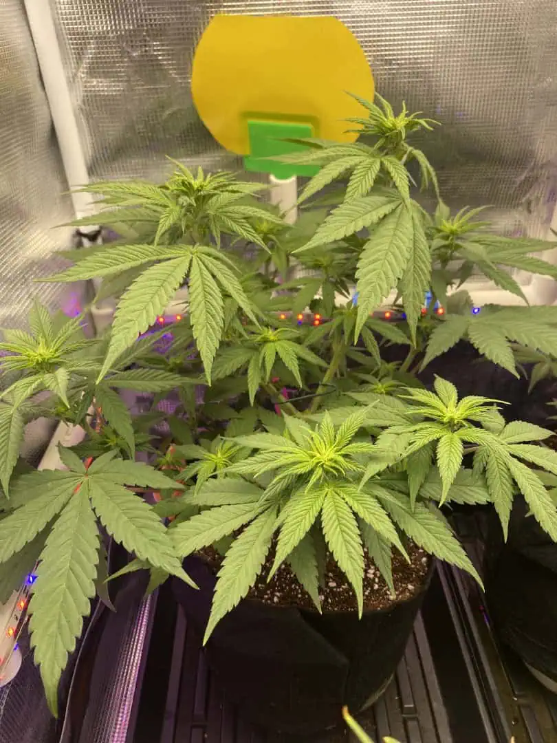 Black Muffin XL F1(fast) — flower, day 47