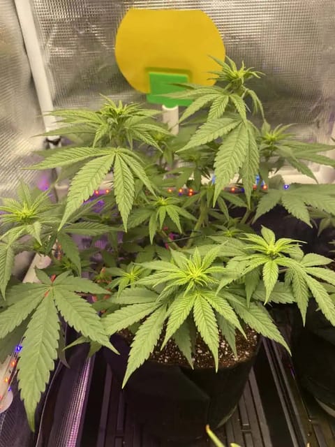Black Muffin XL F1(fast) — flower, day 47