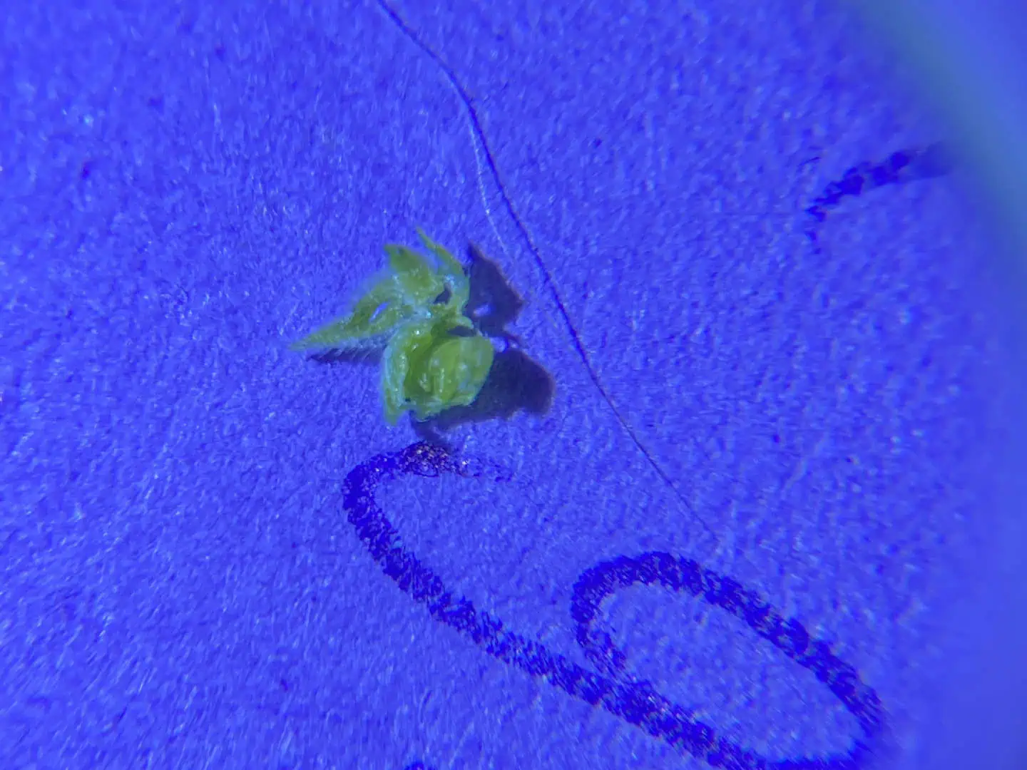 Black Muffin XL F1(fast) — flower, day 47