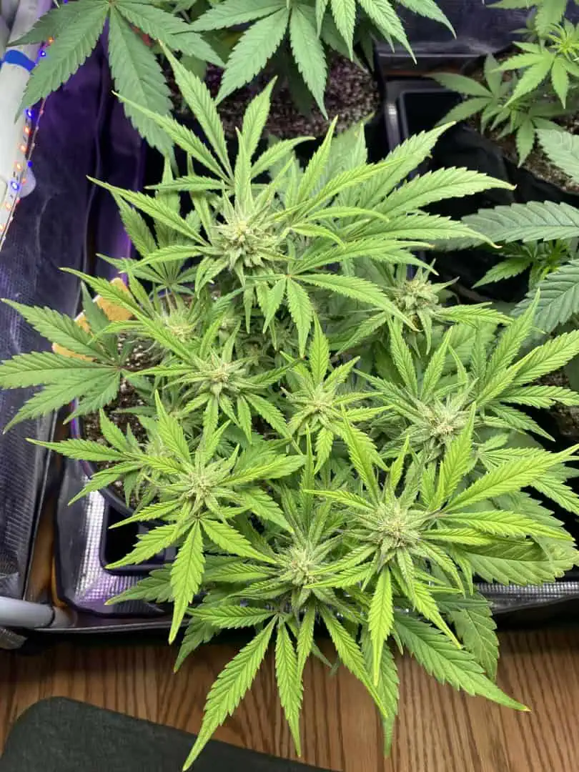 Red Mimosa XL(auto) — flower, day 58