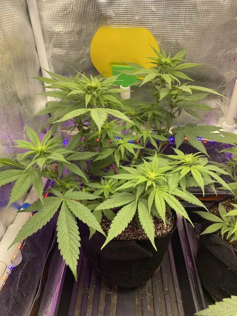 Black Muffin XL F1(fast) — flower, day 48