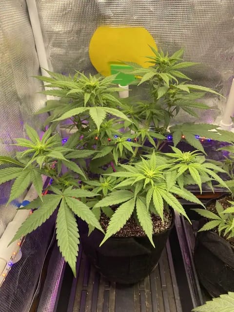 Black Muffin XL F1(fast) — flower, day 48