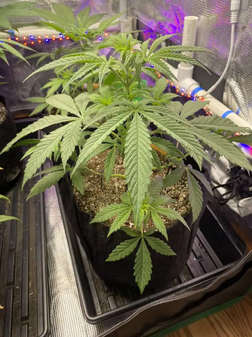 sherbanger — flower, day 42