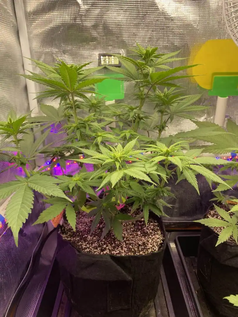 Black Muffin XL F1(fast) — flower, day 49