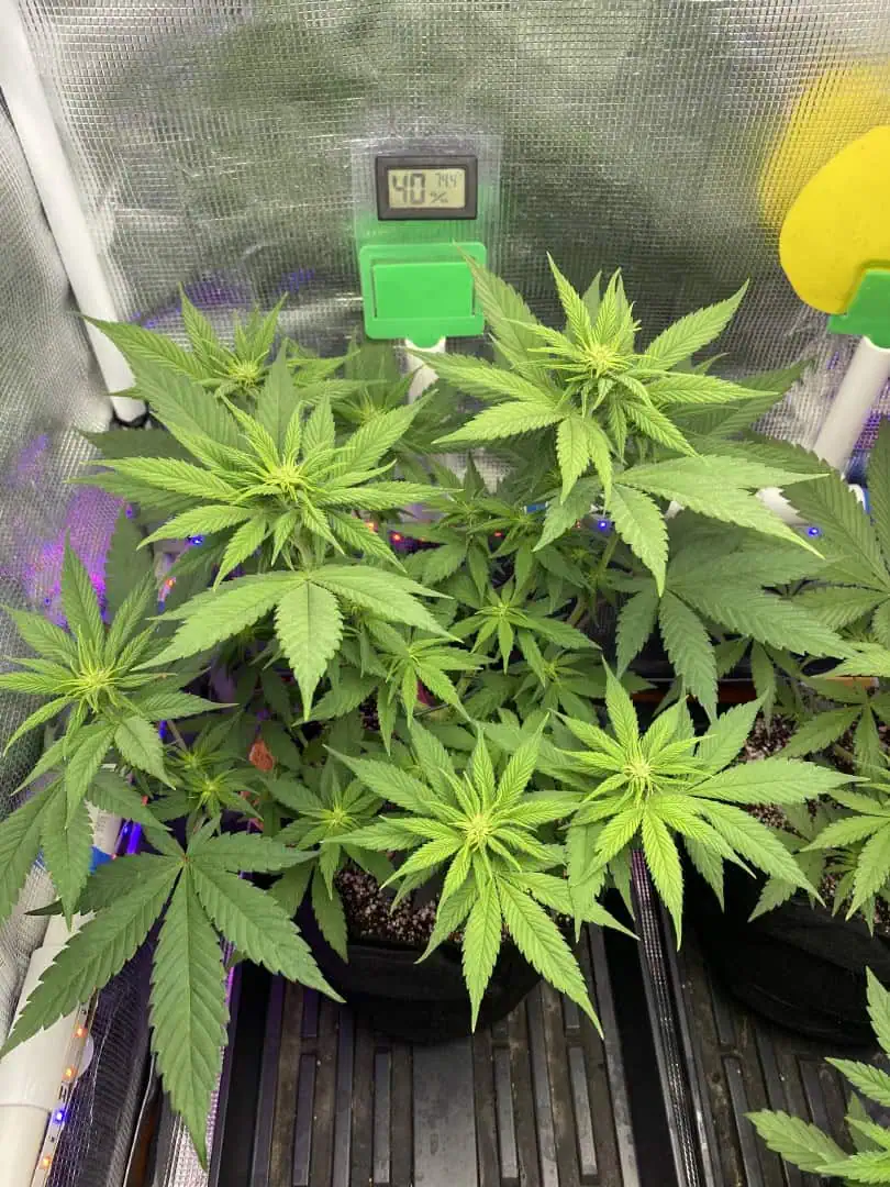 Black Muffin XL F1(fast) — flower, day 49