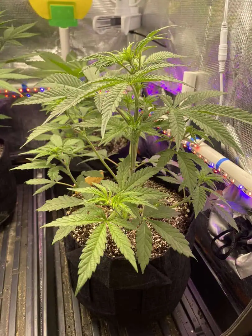 sherbanger — flower, day 43