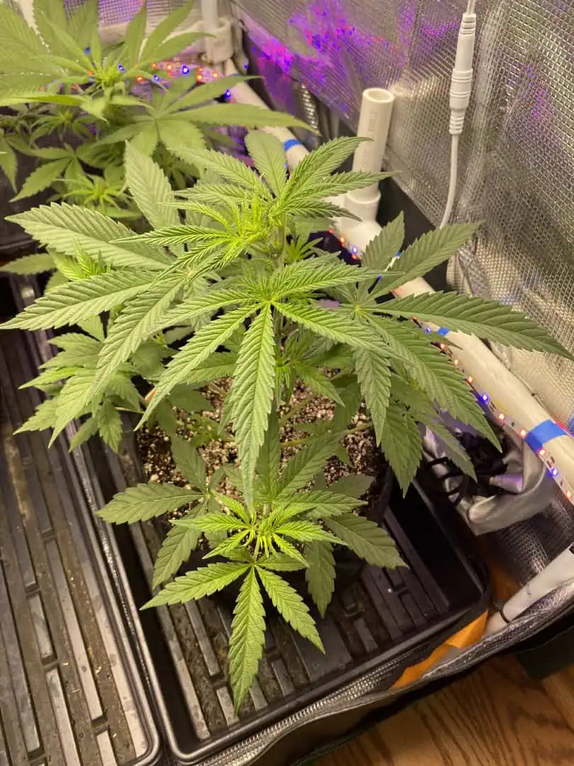 sherbanger — flower, day 43