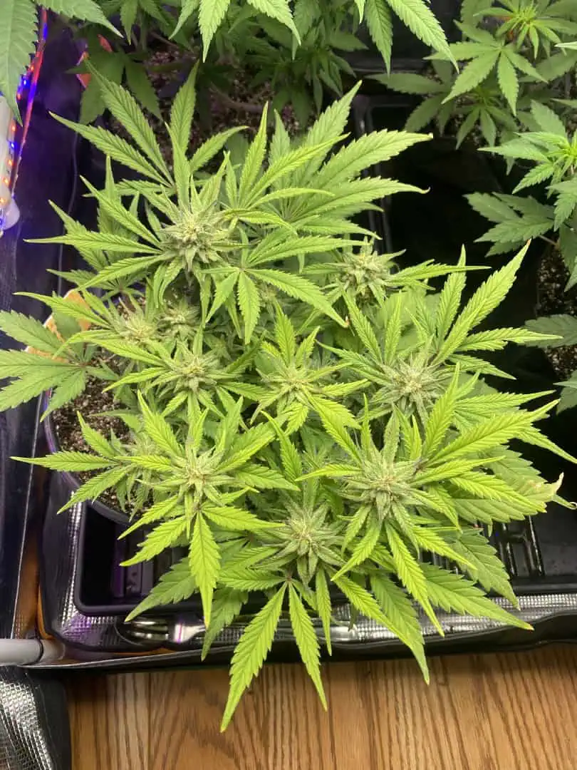 Red Mimosa XL(auto) — flower, day 61