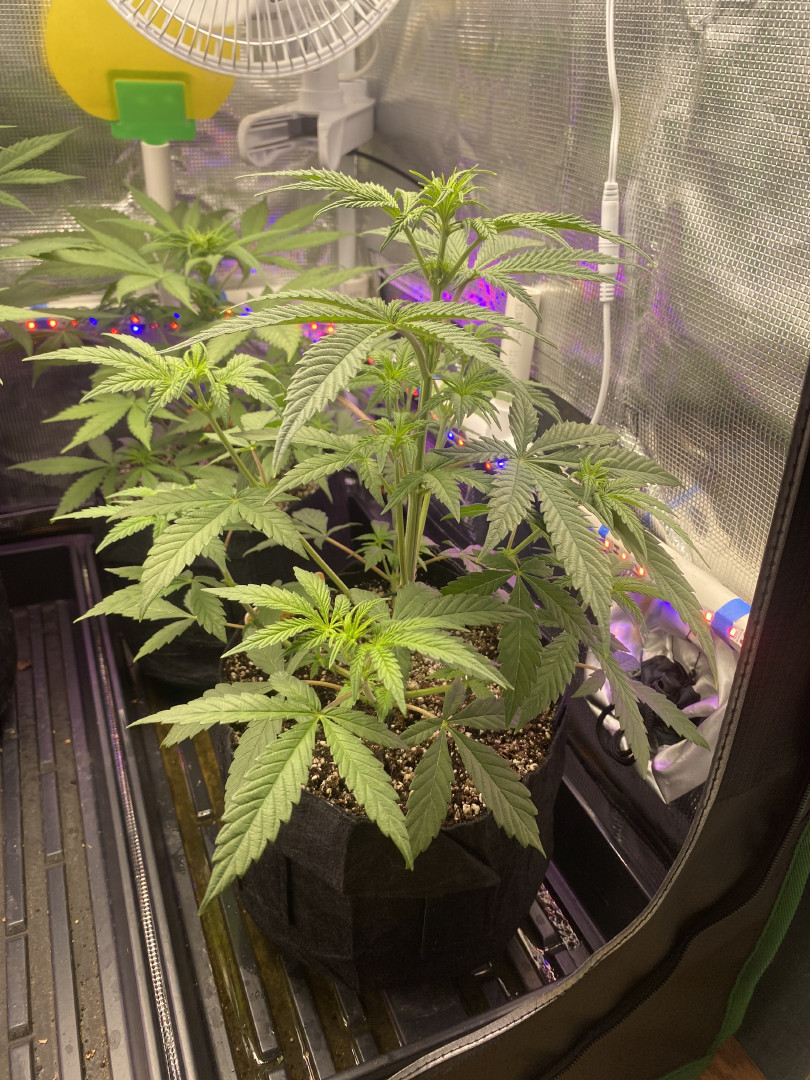 sherbanger — flower, day 45