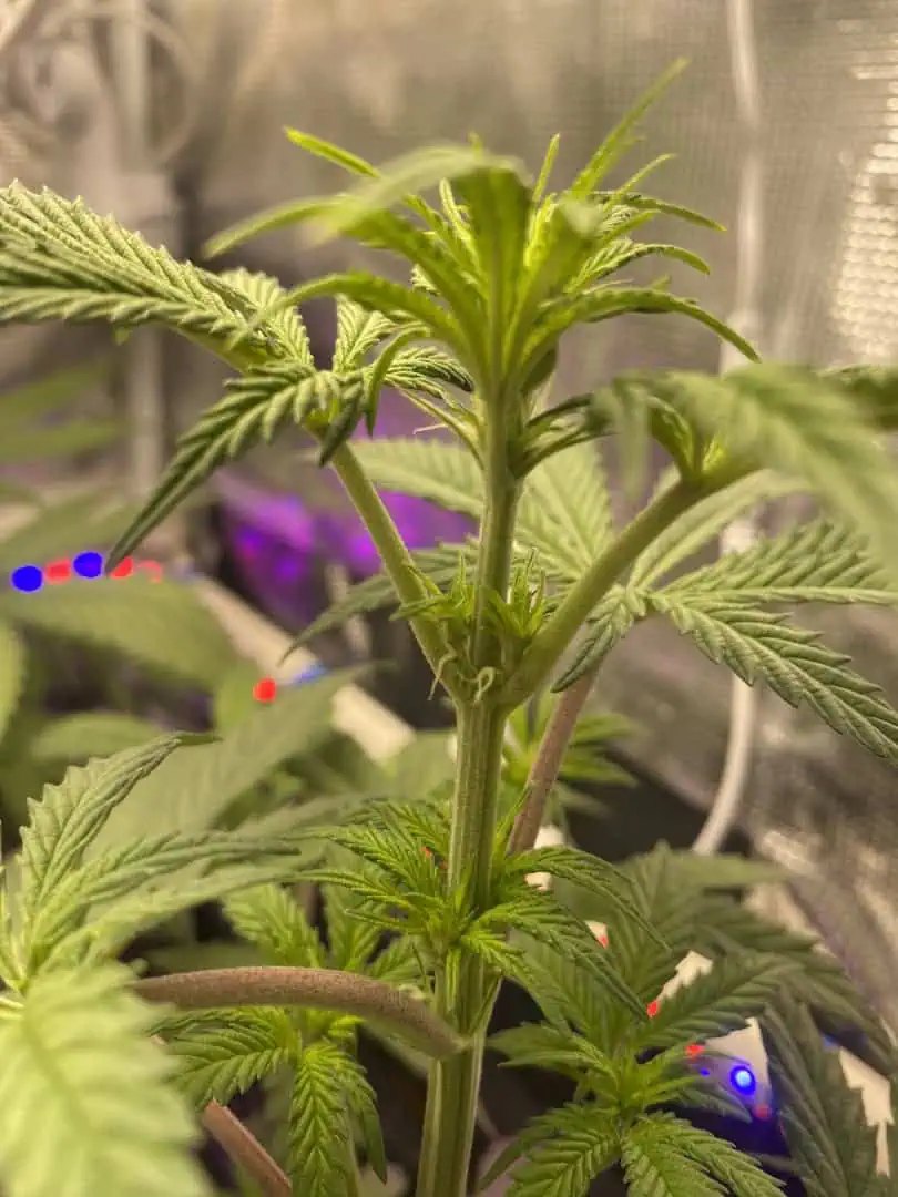 sherbanger — flower, day 45