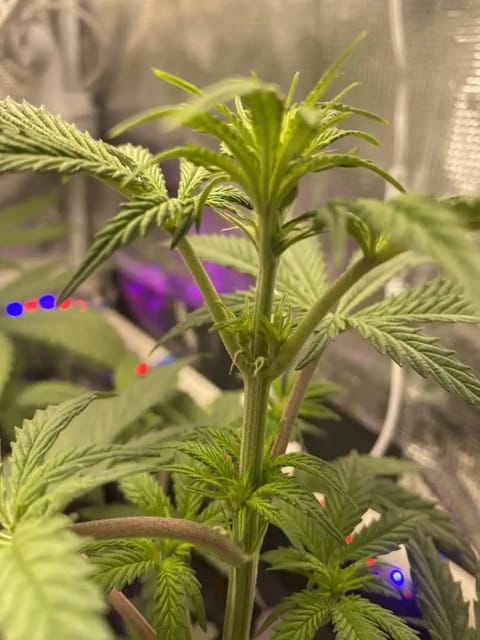 sherbanger — flower, day 45
