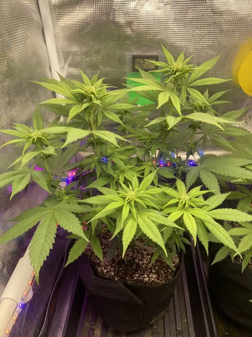 Black Muffin XL F1(fast) — flower, day 51