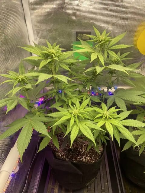 Black Muffin XL F1(fast) — flower, day 51