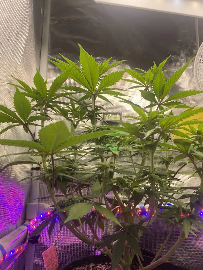 Black Muffin XL F1(fast) — flower, day 51