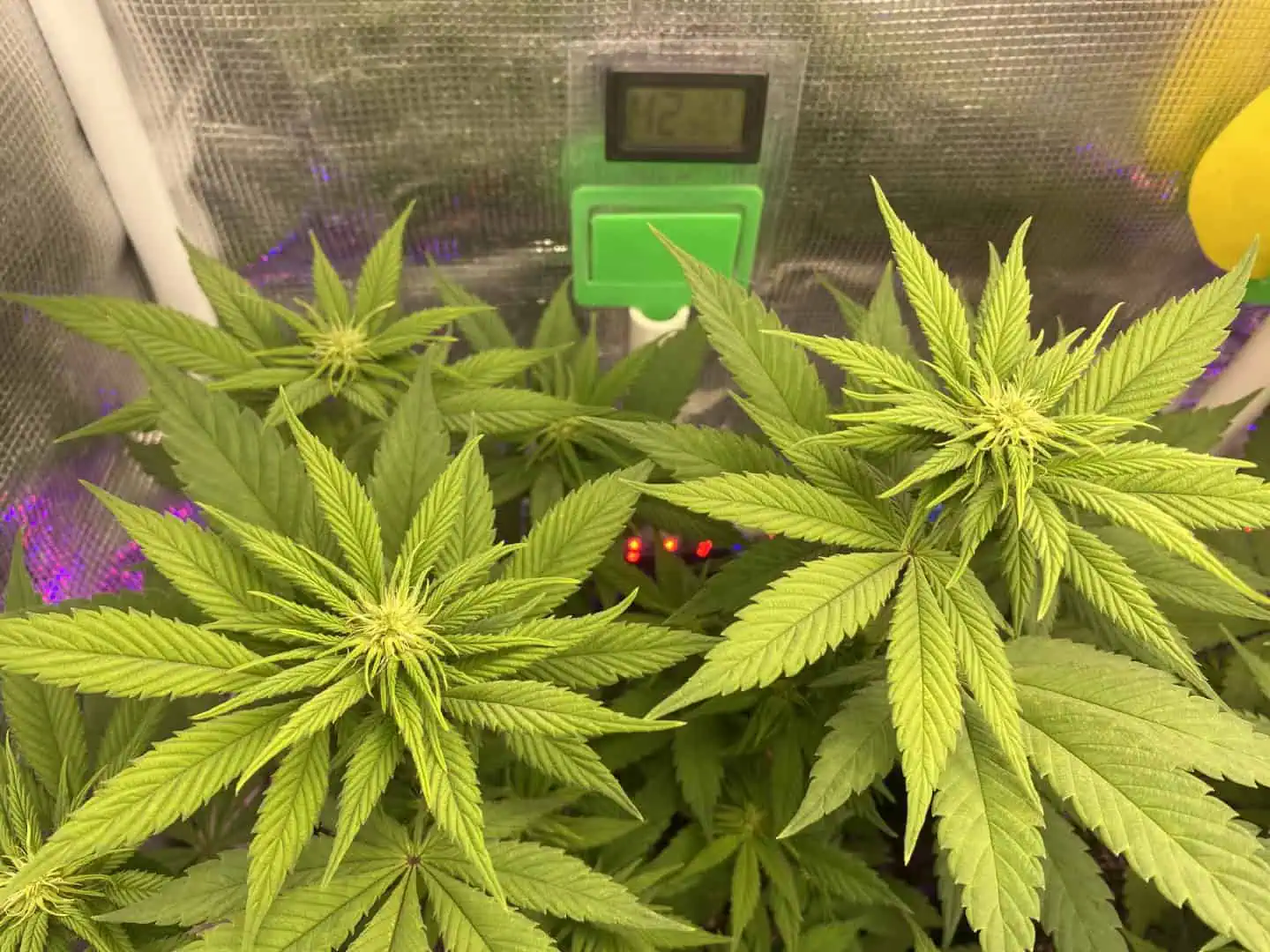 Black Muffin XL F1(fast) — flower, day 51