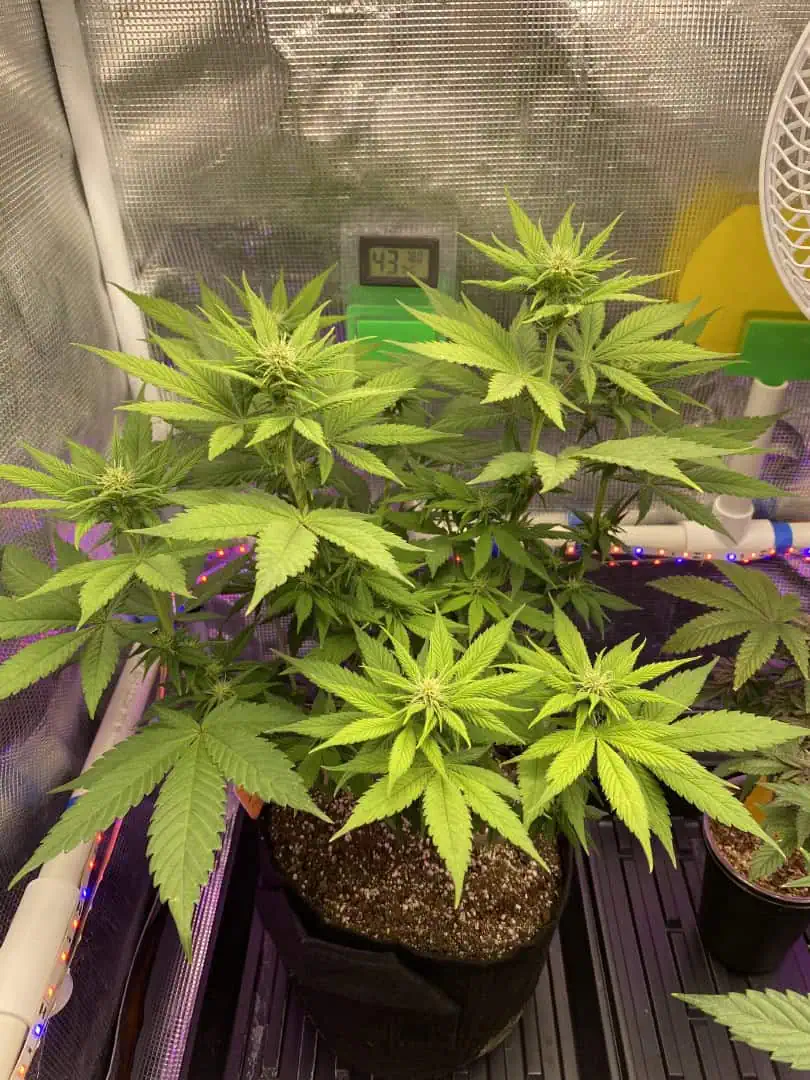 Black Muffin XL F1(fast) — flower, day 53