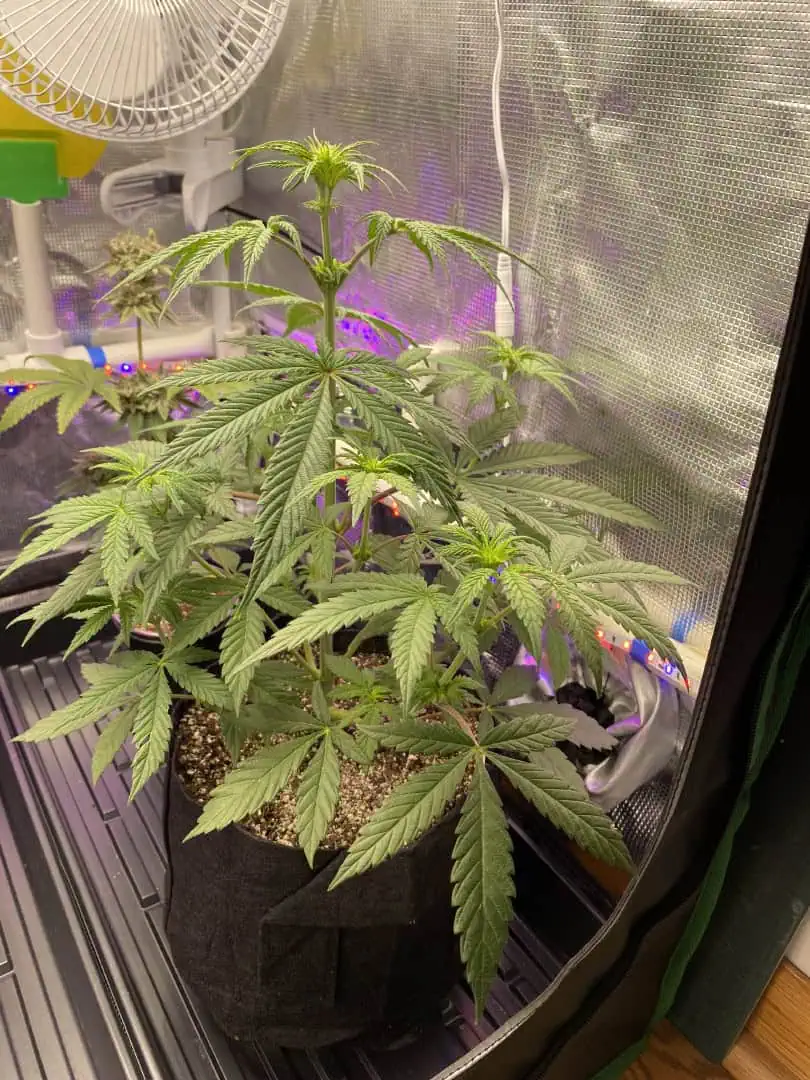 sherbanger — flower, day 47