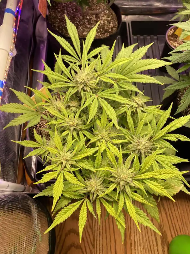 Red Mimosa XL(auto) — flower, day 63