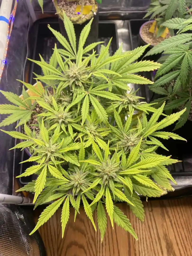 Red Mimosa XL(auto) — flower, day 67